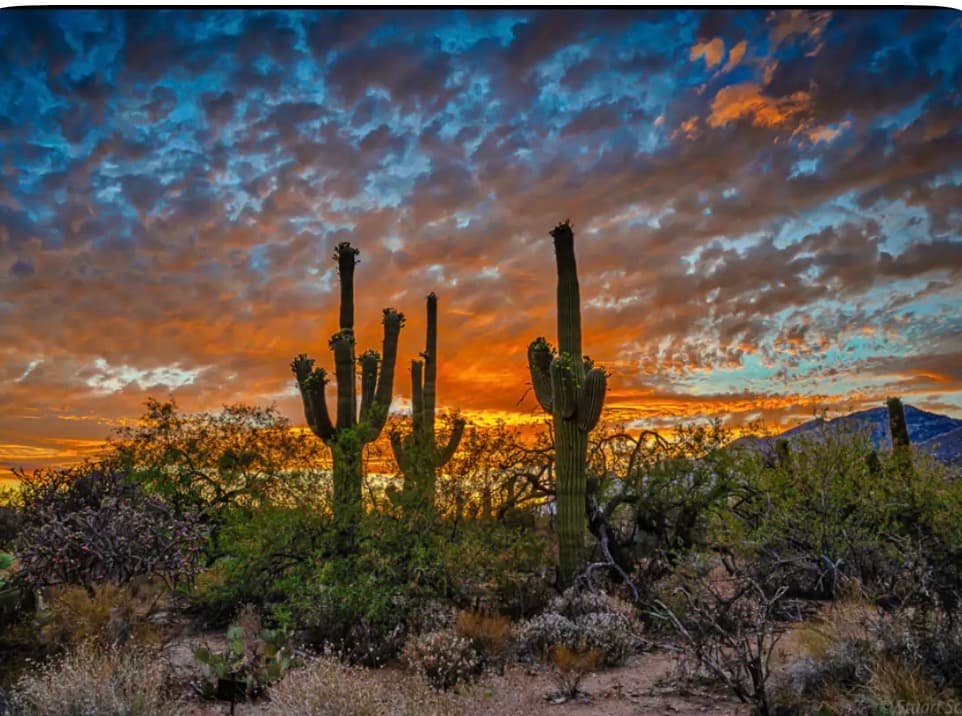 Saguaro cacti silhouetted against a vibrant orange and blue sunset sky with textured clouds.
